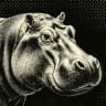 hippoxOS logo